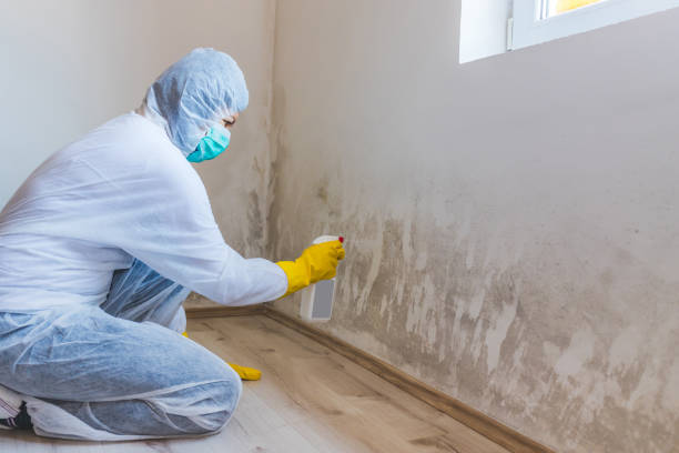 Licensed Basement Mold Remediation service in Hamilton, MI - WQB Mold Removal