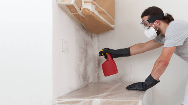 Professional Basement Mold Remediation technician working in Hamilton, MI
