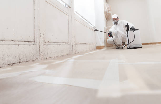 24/7 Emergency Basement Mold Remediation experts in Hamilton, MI