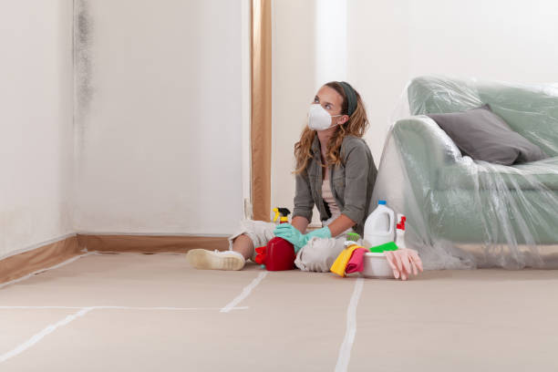 Reliable Basement Mold Remediation contractor in Hamilton, MI by WQB Mold Removal