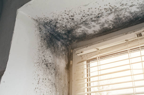 Affordable Basement Mold Remediation solutions in Hamilton, MI