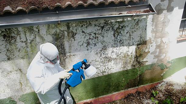 Top rated local Basement Mold Remediation specialists in Hamilton, MI